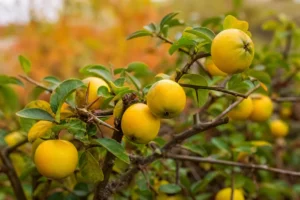 Prinokę japoninio svarainio vaisiai ant spygliuoto krūmo rudens sode.